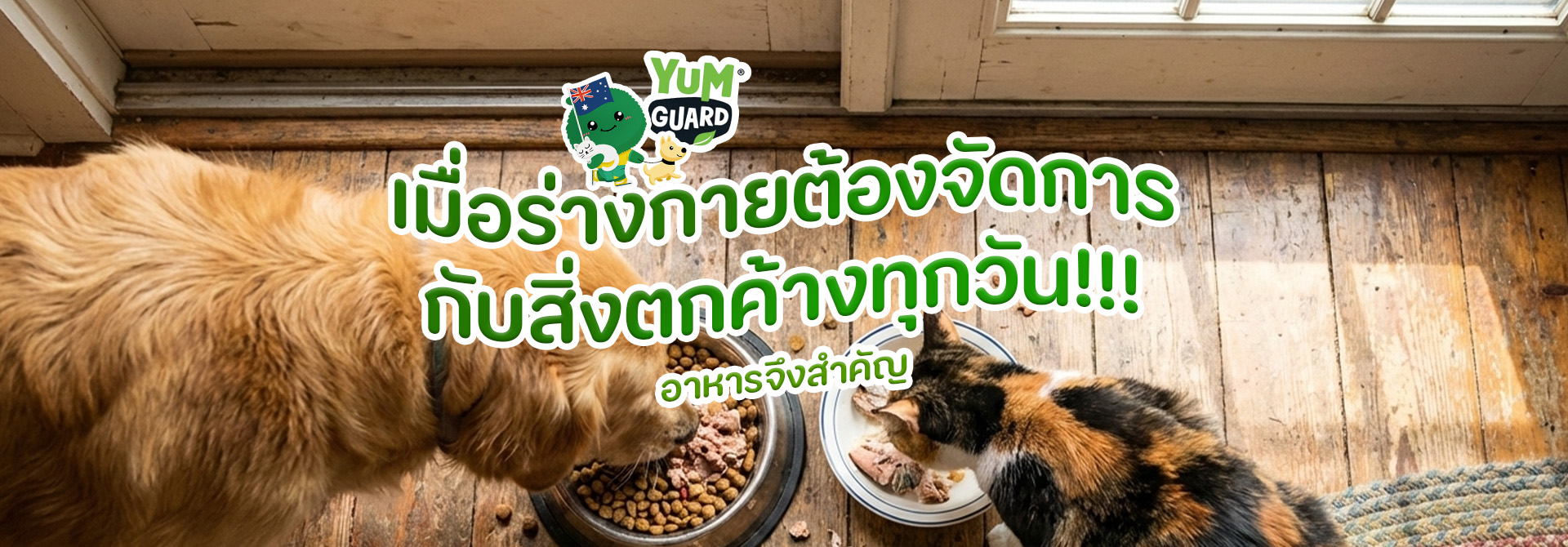 สุนัขและแมวกินอาหารจากชามบนพื้นไม้ สื่อถึงการเลือกอาหารสัตว์เลี้ยงที่มีคุณภาพ ช่วยดูแลสุขภาพ ลดสิ่งตกค้างในร่างกาย พร้อมข้อความรณรงค์ว่าอาหารสัตว์เลี้ยงเป็นสิ่งสำคัญในทุกวัน แบรนด์ Yum Guard